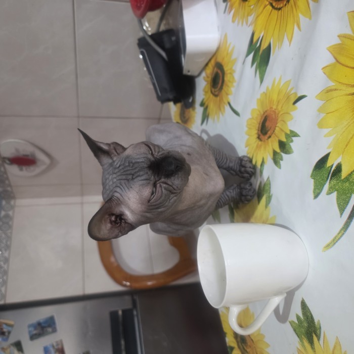 Sid
