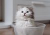 Gzik Felis de Nieve*PL SIB n 03 23