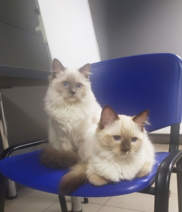 Bajka i Dona
