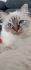 Cat in Crown*pl