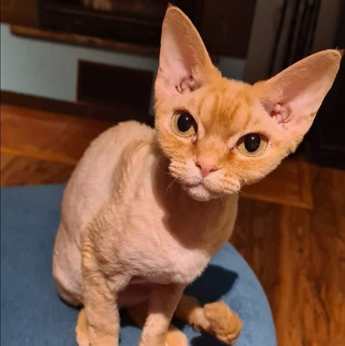 LILI

