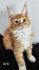 Marcelcat*pl