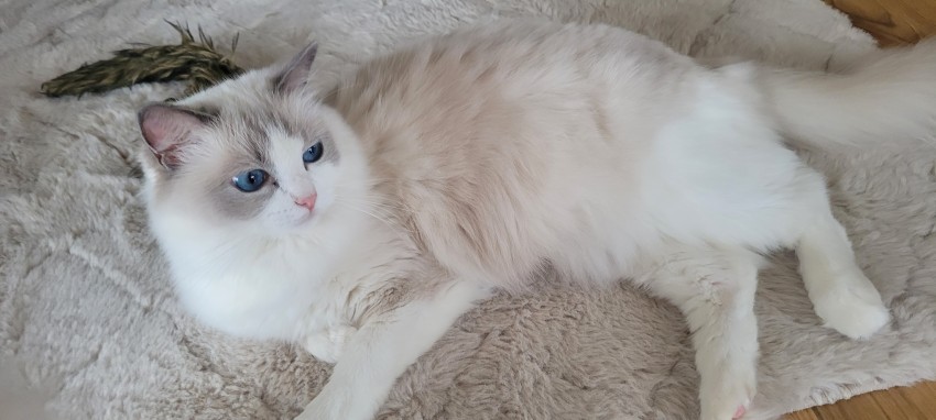 Cindy B��kit Oceanu *PL
