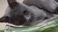 Cats Basket*pl