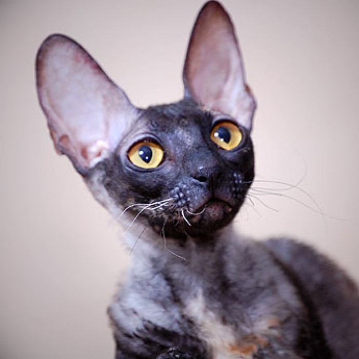 PL*Cattus de Lux DAMIEL
