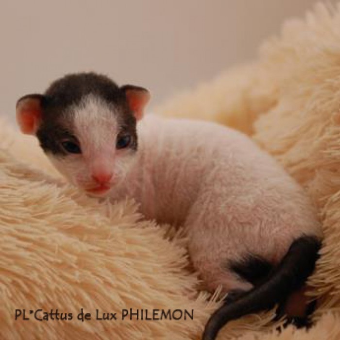 PL*Cattus de Lux PHILEMON

