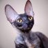 PL*Cattus de Lux DAMIEL