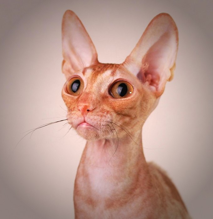 PL*Cattus de Lux EMMANUEL
