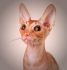 PL*Cattus de Lux EMMANUEL