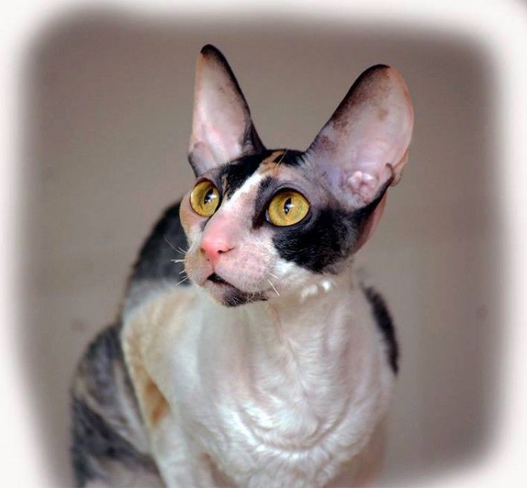 PL*Cattus de Lux PEACE
