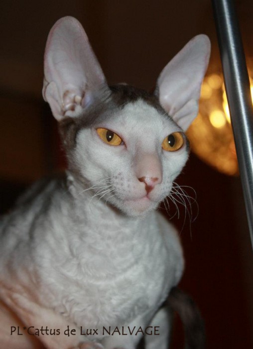 PL*Cattus de Lux NALVAGE
