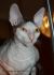 PL*Cattus de Lux
