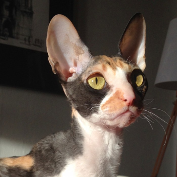 PL*Cattus de Lux METOSEE
