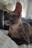 PL*Cattus de Lux