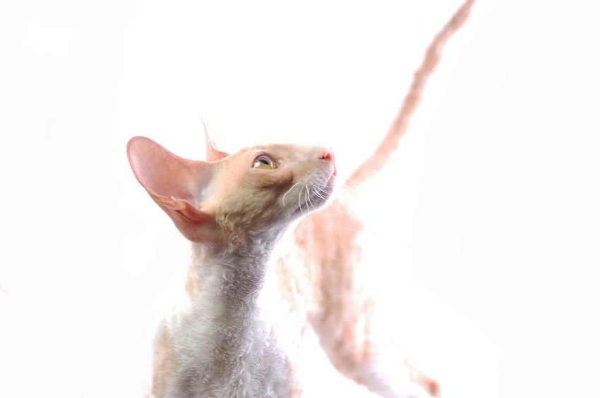 PL*Cattus de Lux RAFAEL
