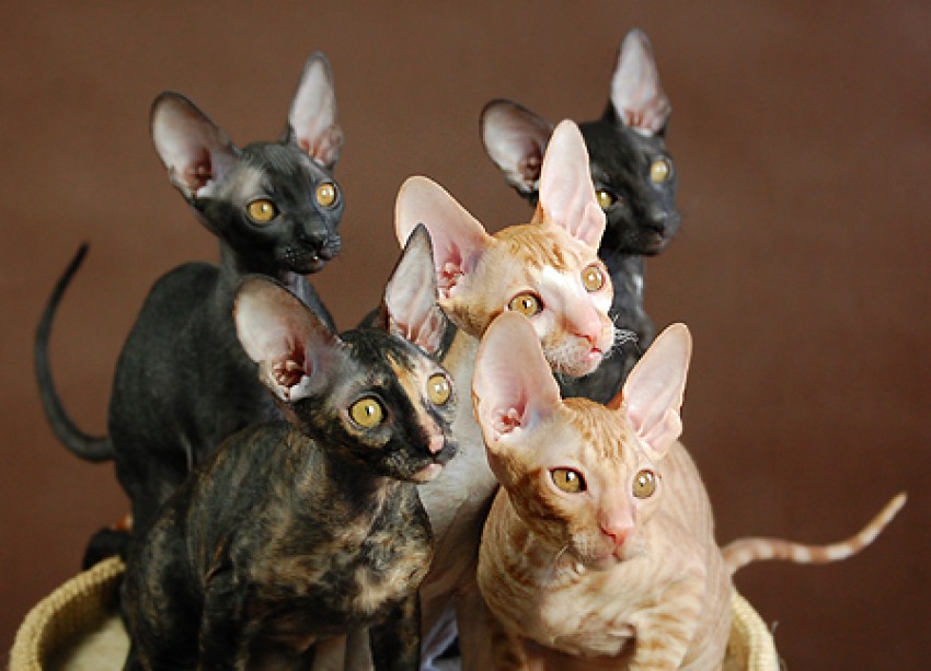 PL*Cattus de Lux litter I & J
