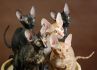 PL*Cattus de Lux