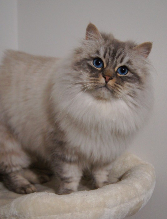 Keks Jewel Aurora
