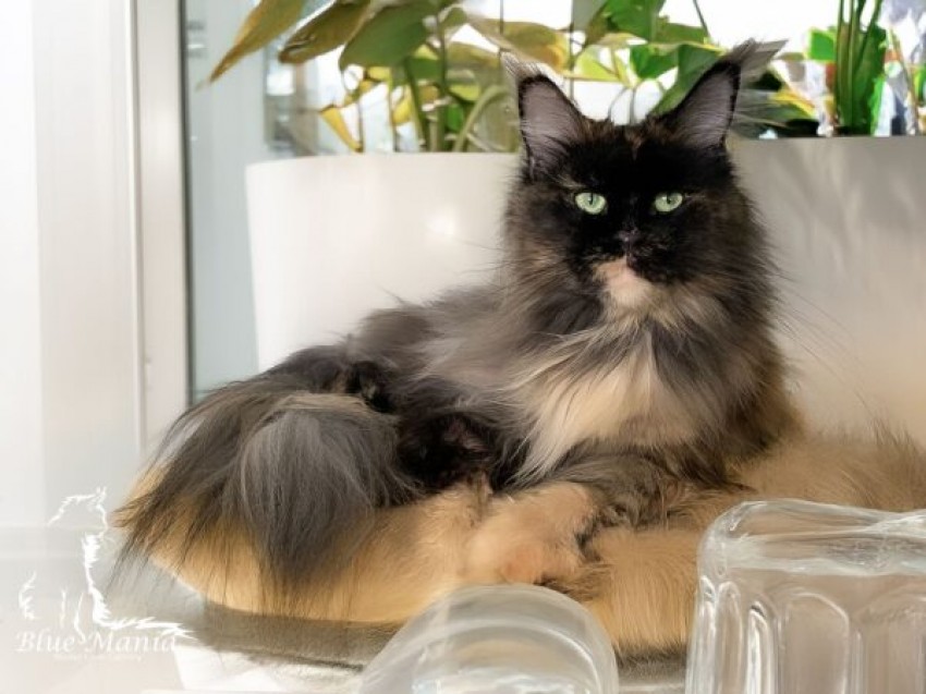 Harriet
