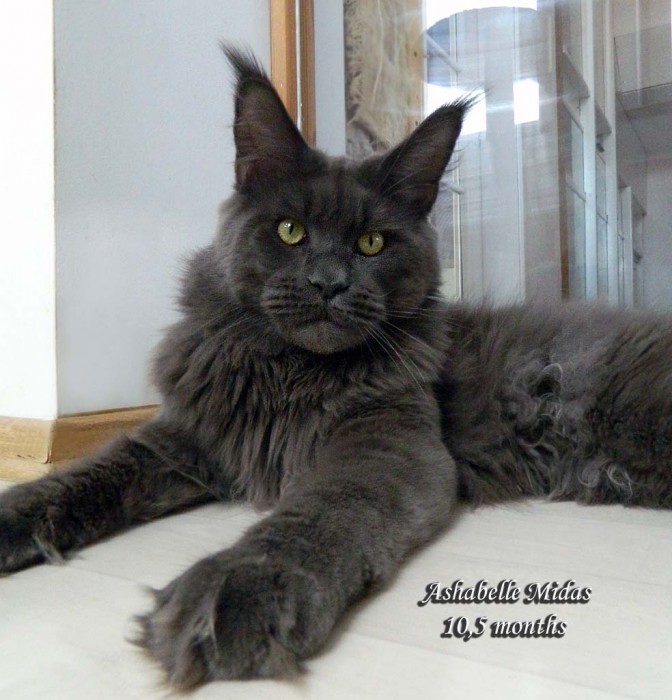 Ashabelle Midas
