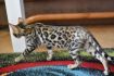 Kot bengalski