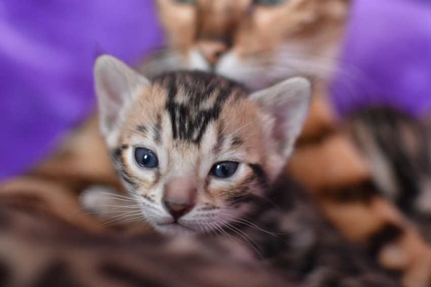 Kotek bengalski
