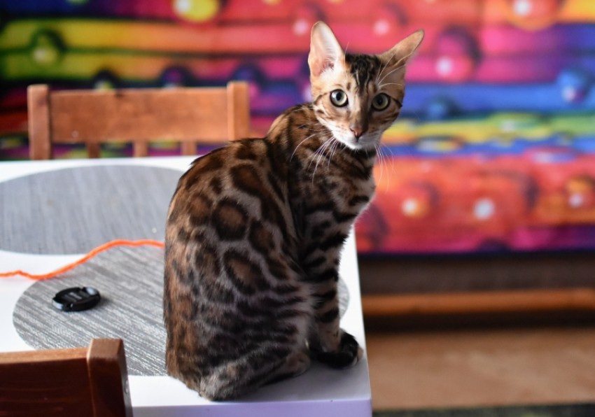 Kot bengalski
