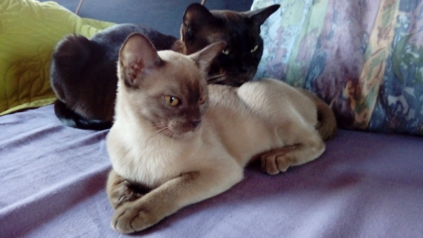 Ofelia i Igraszka
