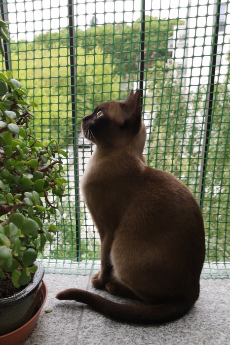 Ofelia 
