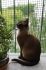 Ofelia 