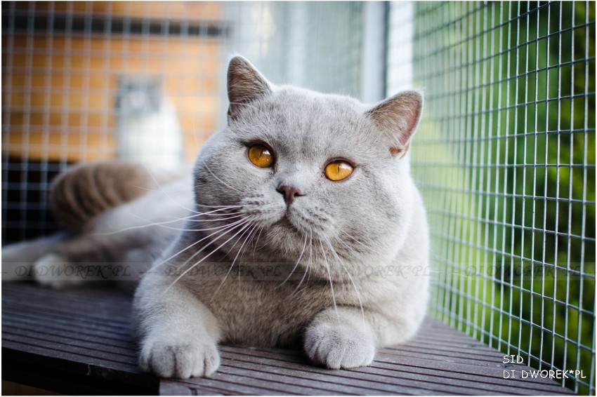 SID DI DWOREK*PL 
