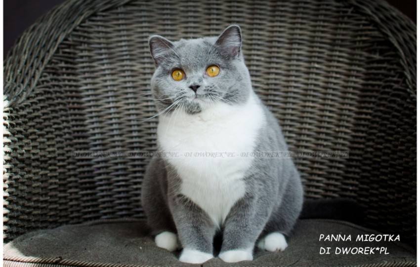 Panna Migotka Di Dworek*PL 
