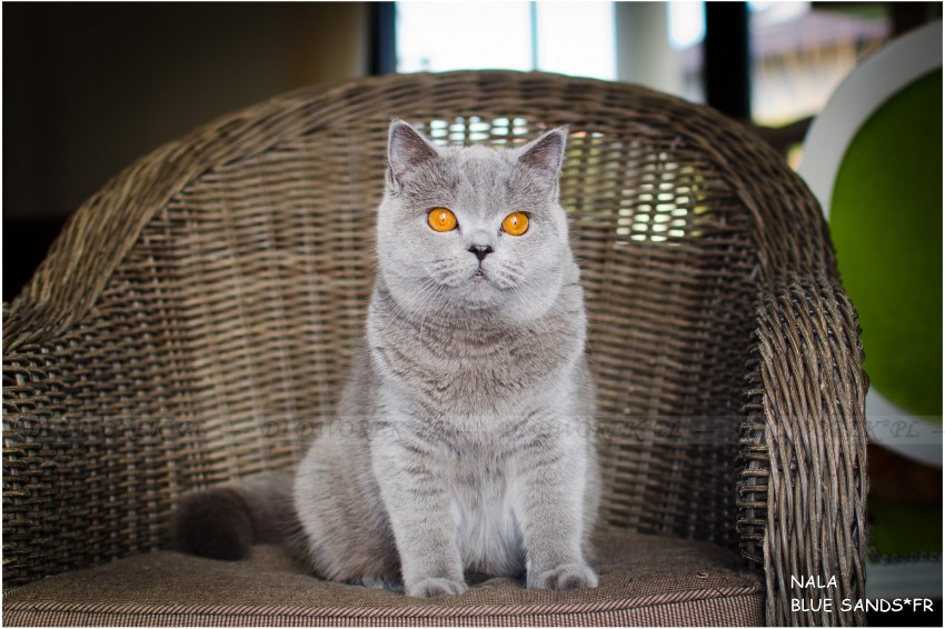Nala Blue Sands*FR 
