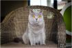 Nala Blue Sands*FR 