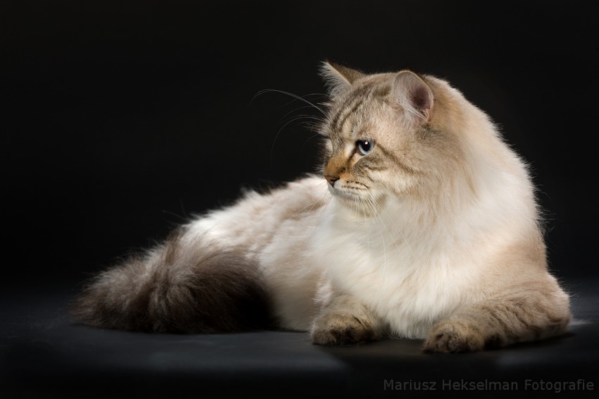 Zhan Angel Neva*RU
