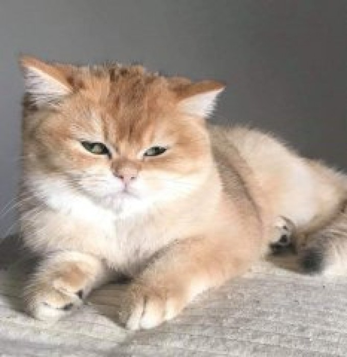 Sunrice
