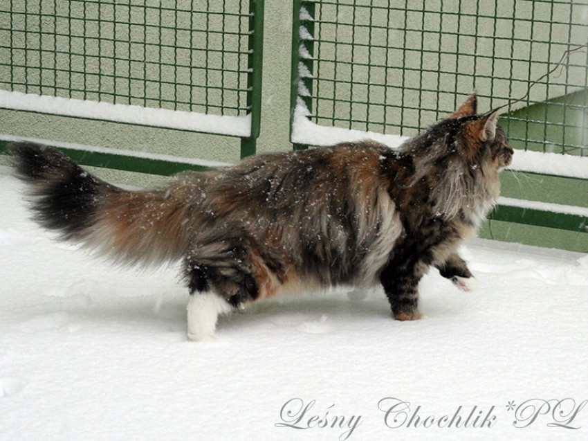 Zarya Le�ny Chochlik*PL
