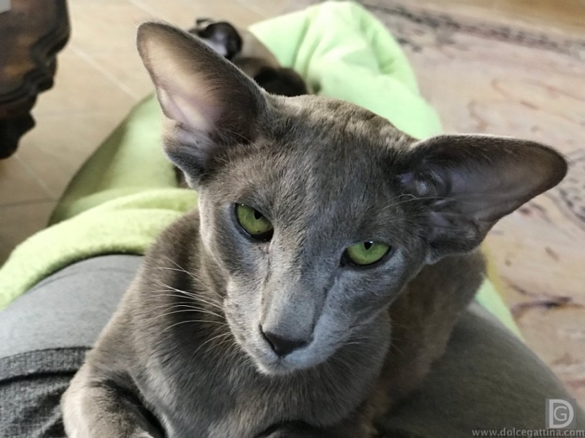 Cleio Monoceros
