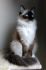 KatesKitty*pl