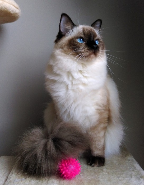 CH Bessie Kate’s Kitty*PL
