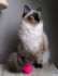 CH Bessie Kate’s Kitty*PL