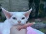 YENNI Doduni*PL 