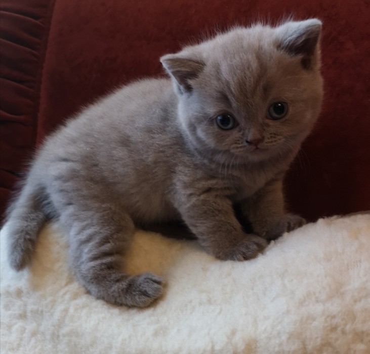 Koci�ta MIOT C Chandler
