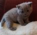 Koci�ta MIOT C Chandler