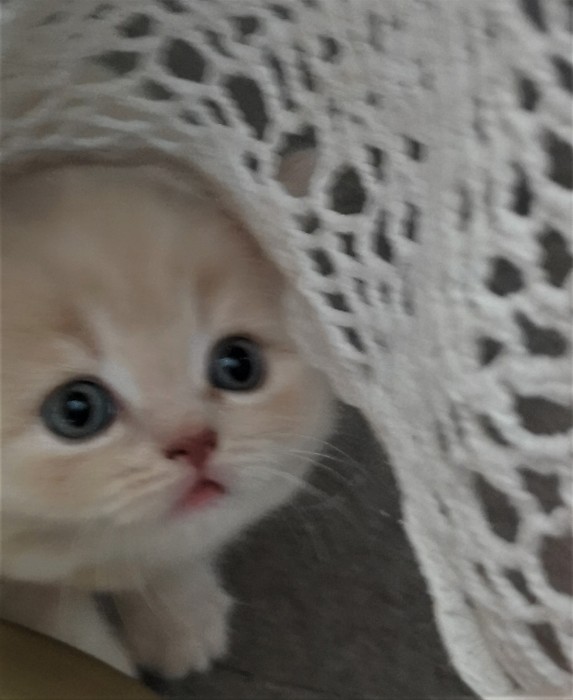 Koci�ta MIOT C Carmel
