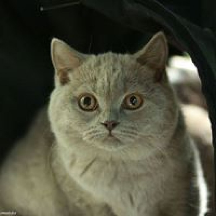 Miot B Bonifacy
