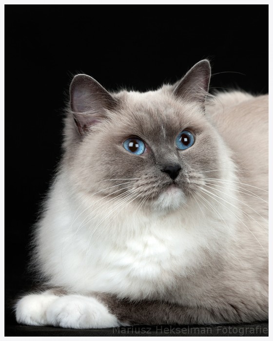 UPREME  CHAMPION (FIFe) 2018 Najwy�szy Mistrz Federation Internationale Feline GRAND INTERNATIONAL CHAMPION (FIFe) 2018 INTERNATIONAL CHAMPION (FIFe) 2014 CHAMPION (FIFe) 2013 BEST IN COLOUR WINNER MULTI NOM BIS
