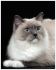 UPREME  CHAMPION (FIFe) 2018 Najwy�szy Mistrz Federation Internationale Feline GRAND INTERNATIONAL CHAMPION (FIFe) 2018 INTERNATIONAL CHAMPION (FIFe) 2014 CHAMPION (FIFe) 2013 BEST IN COLOUR WINNER MULTI NOM BIS