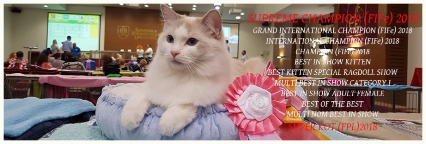 SC ELWIRKA  Jennifer World*PL, jest pierwsz�  radollk� o umaszczeniu bicolour w kolorze lilac z tabby z najwy�szym tytu�em SUPREME CHAMPION FIFe. Umaszczenie bicolour zosta�o  uznane przez FIFe w 1992 r.  4th generation of Jennifer World*PL nasza w�asna linia.  SUPREME CHAMPION (FIFe) 2018, GRAND INTERNATIONAL CHAMPION (FIFe) 2018, INTERNATIONAL CHAMPION (FIFe) 2018, CHAMPION (FIFe) 2018, The winner of the titles: BEST IN SHOW KITTEN, BEST KITTEN SPECIAL RAGDOLL SHOW, BEST IN SHOW ADULT FEMALE, MULTI BEST IN SHOW CATEGORY I, BEST OF THE BEST, MULTI NOM BEST IN SHOW, SUPER KOT 2018
