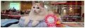 SC ELWIRKA  Jennifer World*PL, jest pierwsz�  radollk� o umaszczeniu bicolour w kolorze lilac z tabby z najwy�szym tytu�em SUPREME CHAMPION FIFe. Umaszczenie bicolour zosta�o  uznane przez FIFe w 1992 r.  4th generation of Jennifer World*PL nasza w�asna linia.  SUPREME CHAMPION (FIFe) 2018, GRAND INTERNATIONAL CHAMPION (FIFe) 2018, INTERNATIONAL CHAMPION (FIFe) 2018, CHAMPION (FIFe) 2018, The winner of the titles: BEST IN SHOW KITTEN, BEST KITTEN SPECIAL RAGDOLL SHOW, BEST IN SHOW ADULT FEMALE, MULTI BEST IN SHOW CATEGORY I, BEST OF THE BEST, MULTI NOM BEST IN SHOW, SUPER KOT 2018